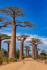 Image showing Sun-kissed Baobab Alley in Morondava - A Spectacular View of avenue! Madagascar landscape