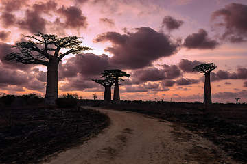 Image showing Baobab trees against sunset on the road to Kivalo village. Madagascar landscape.