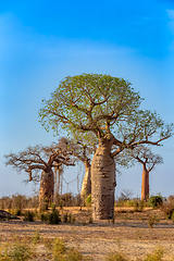 Image showing Baobab trees standing tall in Kivalo, Morondava.. Madagascar wilderness landscape.