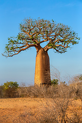 Image showing Baobab trees standing tall in Kivalo, Morondava.. Madagascar wilderness landscape.