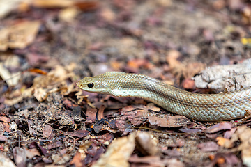 Image showing Blonde hognose snake, Leioheterodon modestus, Tsingy de Bemaraha, Madagascar