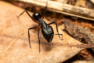 Image showing Carpenter ant, Camponotus gibber., Ambalavao, Madagascar wildlife