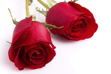 Image showing Two red roses