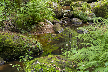 Image showing nature reserve in the Bavarian Forest