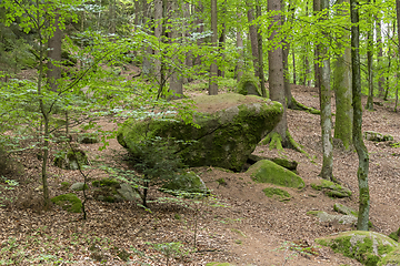 Image showing nature reserve in the Bavarian Forest