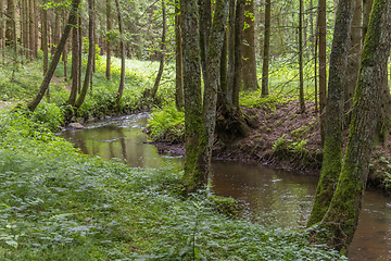 Image showing nature reserve in the Bavarian Forest