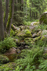 Image showing nature reserve in the Bavarian Forest