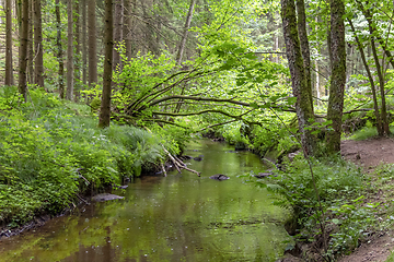 Image showing nature reserve in the Bavarian Forest