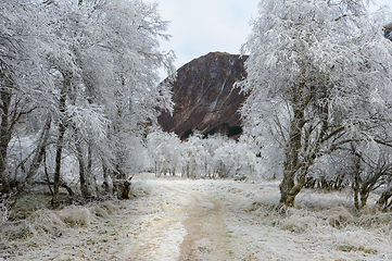 Image showing white-frozen hill and path between white-frozen trees with mount