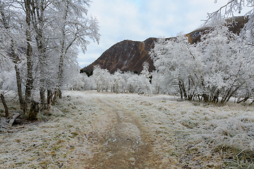 Image showing white-frozen hill and path between white-frozen trees with mount