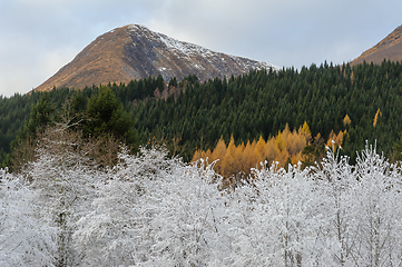 Image showing white frozen trees in front of spruce forest with autumn colored