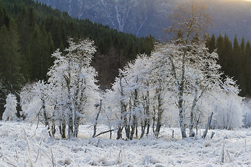 Image showing white frozen trees in backlight with fir trees in the background