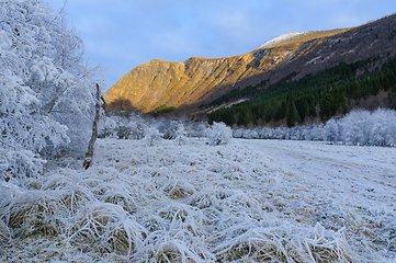 Image showing   lonely old tree among white-frozen hill and mountain peak illuminated by afternoon sun