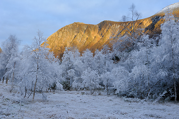 Image showing white-frozen trees with mountain peaks bathed in the afternoon sun