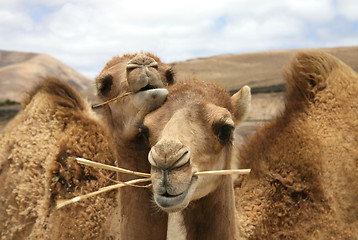 Image showing two camels in the desert