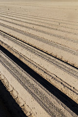 Image showing fresh potatoes in the agricultural field