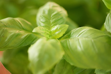 Image showing Green, leaves and closeup of plant, landscape and environment with nature background and Spring. Earth, growth and leaf with forest, ecology and sustainability, eco friendly and outdoor garden