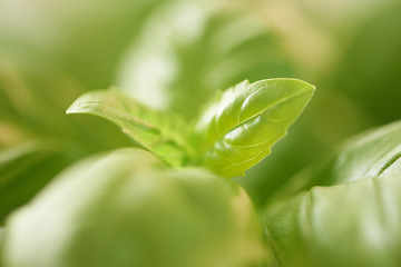 Image showing Green, leaves and plant zoom with landscape and environment in nature background and Spring. Earth, growth and leaf in the forest, ecology and sustainability with eco friendly and outdoor garden