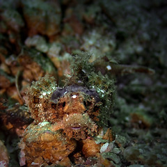 Image showing Juvenile bearded scorpionfish 