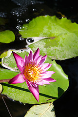 Image showing Water lilly