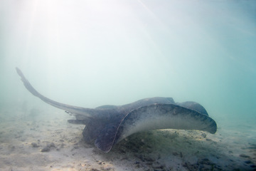 Image showing Stingray, swimming and floor of ocean for sea life with underwater beauty and digging sand to feed or rest. Nature, wildlife and coral reef with exploration, marine conservation and eco protection