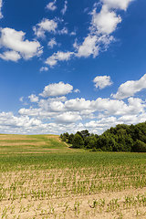 Image showing an agricultural field