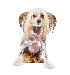 Image showing Chinese Crested dog, studio and white background for pet care, health and isolated by wellness. Canine animal, puppy and face with natural fur coat with rescue for safety, pedigree and adoption