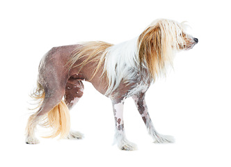 Image showing Chinese Crested dog, studio and puppy isolated by white background for care, health and wellness. Canine animal, pet and profile with natural fur coat with rescue for safety, pedigree and adoption