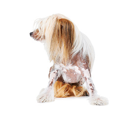 Image showing Chinese Crested dog, studio and pet isolated by white background for care, health and wellness. Canine animal, puppy and profile with natural fur coat with rescue for safety, pedigree and adoption