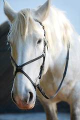 Image showing White horse, portrait and closeup outdoor or riding strap, equestrian or farm ranch animal. Stallion, pet face and hobby sport outside stable, countryside nature or agriculture mare, majestic or race