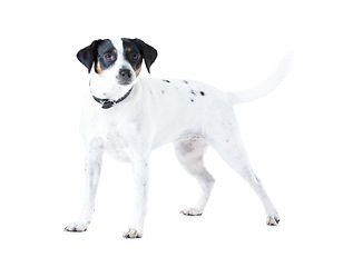 Image showing Jack Russell dog, studio and white background with pet care, healthy and isolated with wellness. Canine animal, puppy and face with natural fur coat with rescue for safety, pedigree and adoption