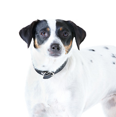 Image showing Jack Russell dog, studio closeup and white background for pet care, healthy or isolated with wellness. Canine animal, puppy and face with natural fur coat with rescue for safety, pedigree or adoption