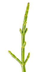 Image showing Fresh marsh samphire