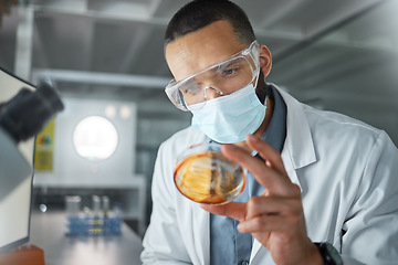 Image showing Laboratory scientist with covid virus petri dish to test, check and examine for healthcare, development or medicine innovation. Research, analysis and expert medical doctor study covid 19 bacteria