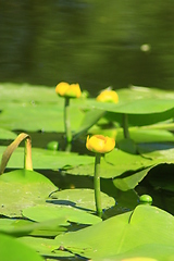 Image showing yellow flowers of Nuphar lutea