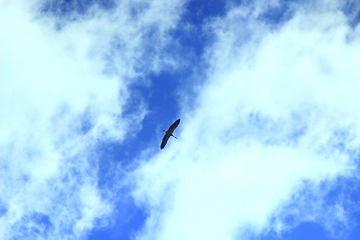 Image showing stork flying in the blue sky