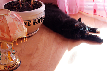 Image showing black cat lying on the floor