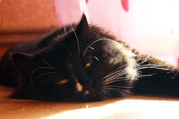 Image showing black cat lying on the floor