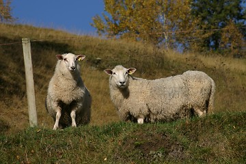 Image showing Sheep