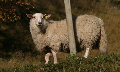 Image showing Sheep