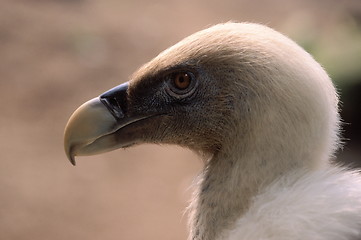 Image showing Griffon Vulture