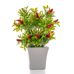 Image showing Small decorative chilli pepper plant