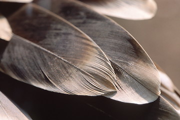 Image showing Griffon Vulture Feathers