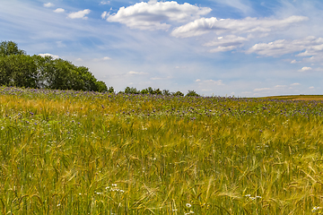 Image showing flower meadow