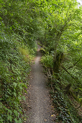 Image showing idyllic forest track