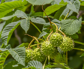 Image showing fresh horse chestnuts