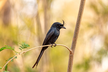 Image showing Crested Drongo, Dicrurus Forficatus, Kirindy forest, Madagascar wildlife