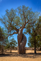 Image showing Entwined Baobab trees Kivalo, Morondava. Madagascar wilderness landscape.