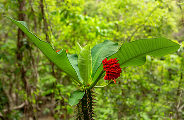 Image showing Euphorbia viguieri Denis. Red flower in Tsingy de Bemaraha forest. Madagascar wilderness.