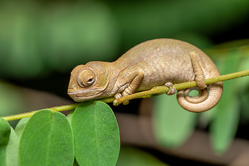 Image showing Oustalet's chameleon baby, Furcifer oustaleti, Reserve Peyrieras Madagascar Exotic, Madagascar wildlife